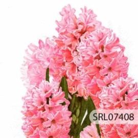 SERVILLETA ALEMANA SRL07408